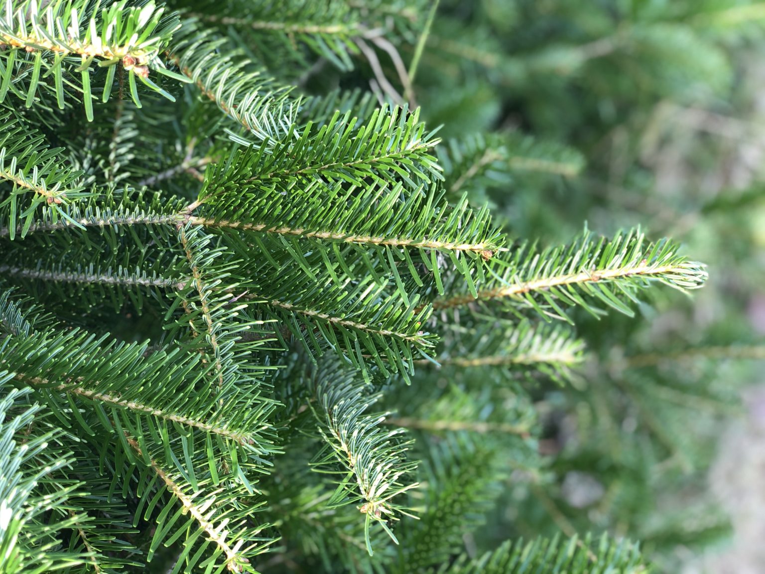 Les Sapins du Sud  Découvrez notre gamme de sapins de Noël naturels